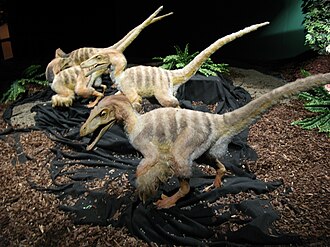 File:Sumaah Raptors.jpg
