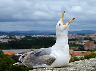 Loud Gull.jpg