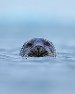 Wild harbor seal at Jökulsárlón.jpg