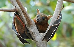 Lesser short-nosed fruit bat.jpg