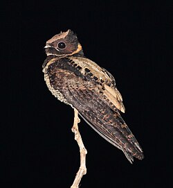 File:Great Eared-Nightjar.jpg