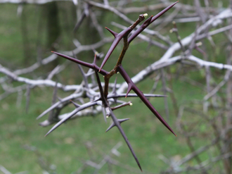 Thorns.png