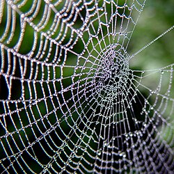 Spiderweb.jpg