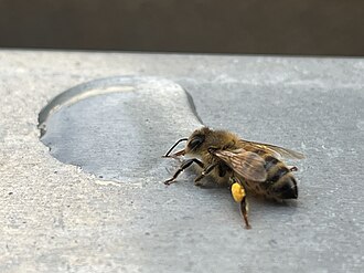 Thirsty bee.jpg
