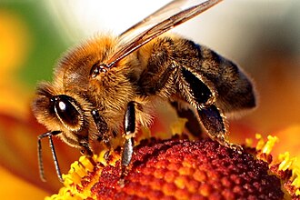 Honey Bee.jpg