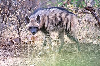 Striped Hyena.jpg