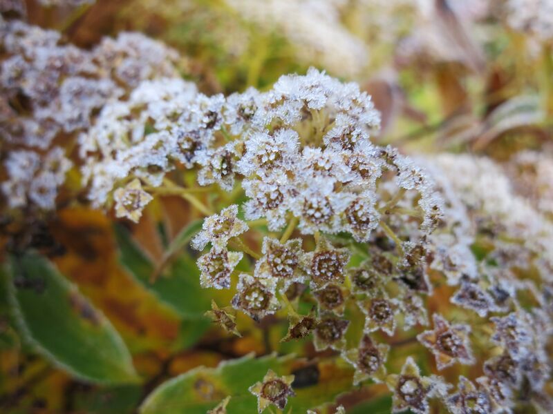 File:Frost flowers.jpg