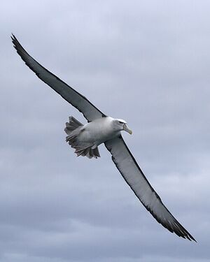 Grumpy albatross is wise to your malarkey.