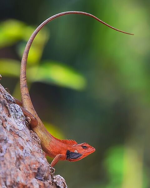 File:Lizard.jpg