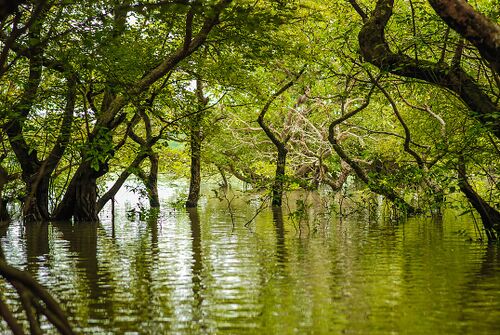 Ratargul Swamp Forest.jpg
