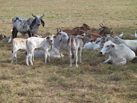 Brahman cattle 20020320.jpg