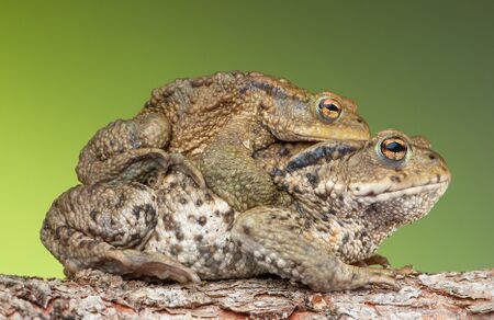 Toad Buddies.jpg