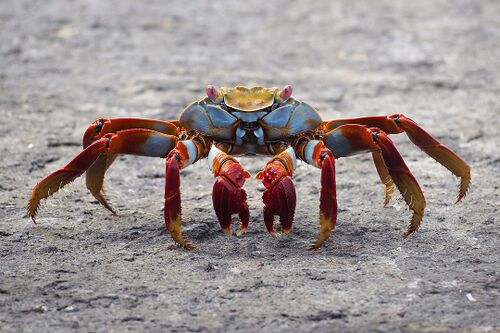 Sally Lightfoot Crab.jpg