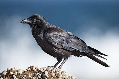 Raven.jpg