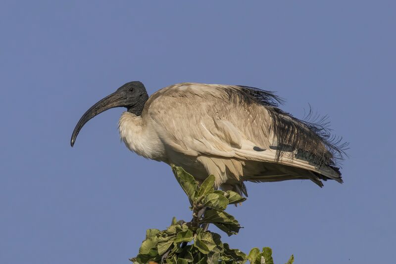 File:A sacred ibis.jpg