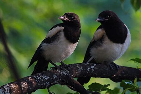 Fledgeling Magpies.jpg