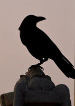 Silhouette of a crow.JPG