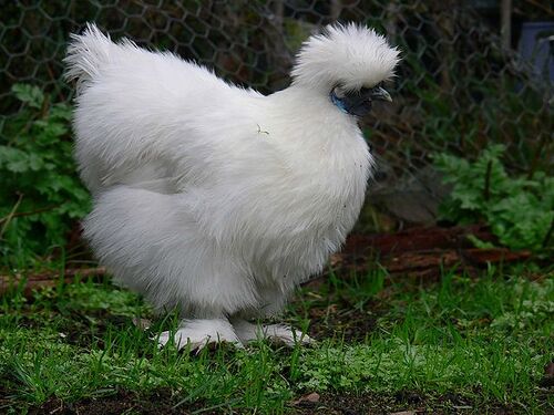 Silky Bantam.jpg