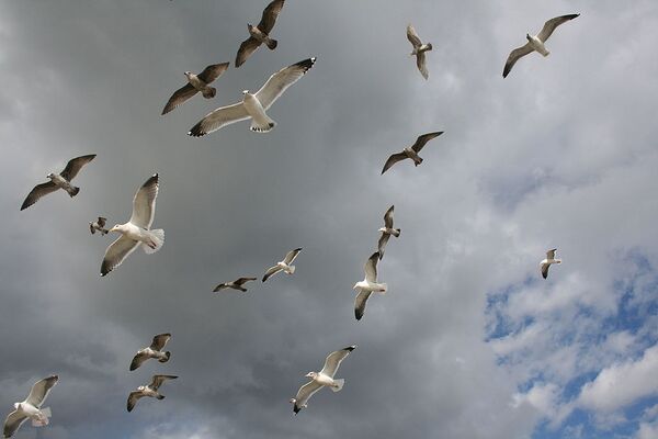 Wheeling gulls.jpg