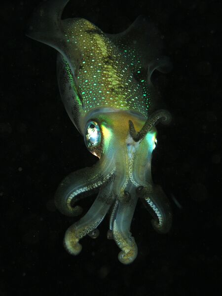 File:Squid komodo.jpg