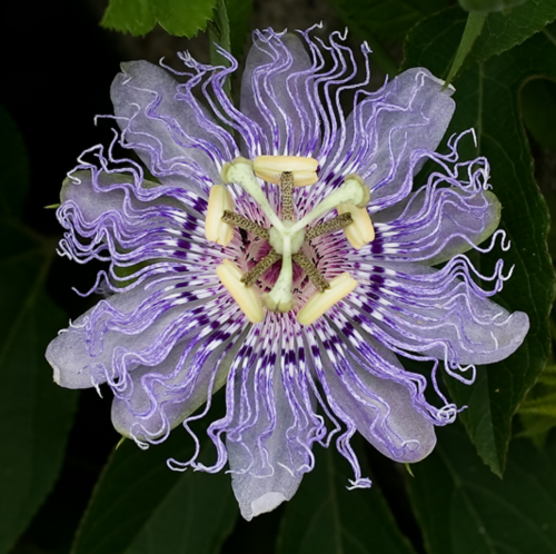 Passiflora.png