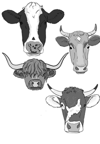 Cute and Cuddly Cows.png