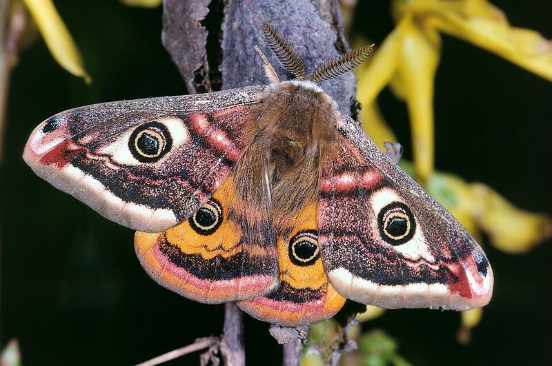 File:Rainbow Moth.jpg